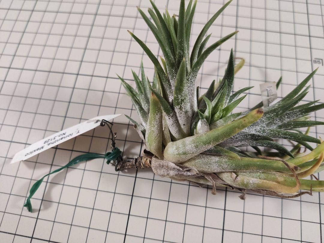 Tillandsia ionantha Mexico No. 3129 子株