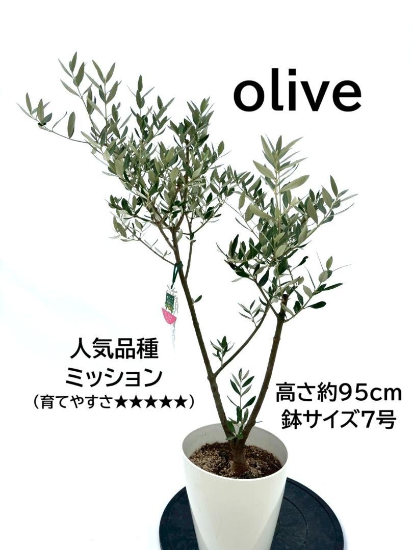 楽天市場】オリーブ ホジブランコ 樹高約1.4m オヒブランカ