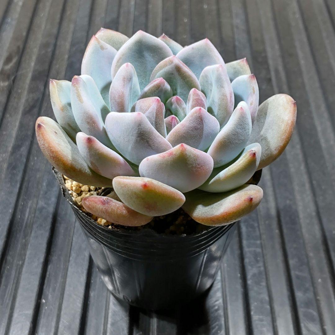 ルビーストーン 819 エケベリア 多肉植物 抜き苗 - メルカリ