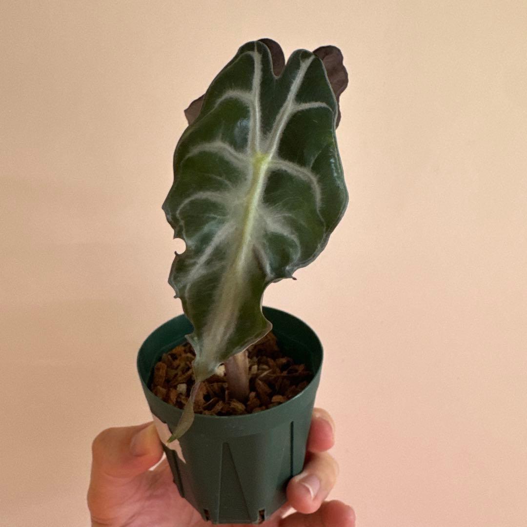 アロカシアヴェノム⑩