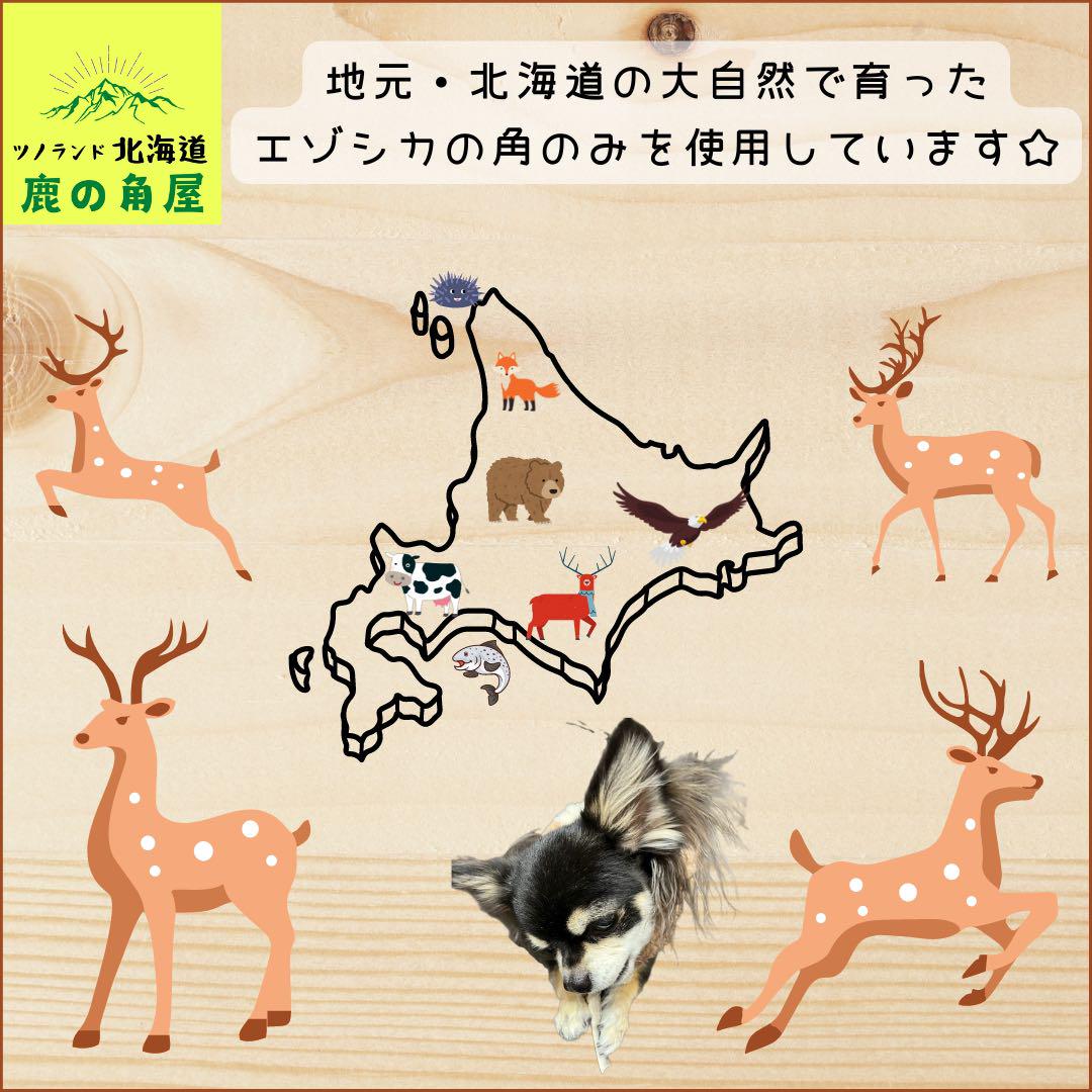 鹿の角 複数セット 自然な形状 鹿の角 複数セット 自然乾燥済み（無垢材 ウォールハンギング