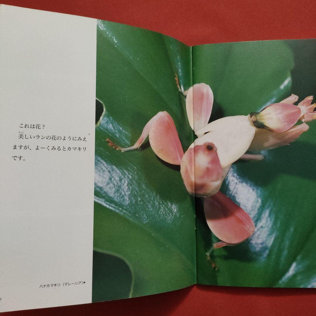 たくさんのふしぎ かがくのとも 虫は森のアーティスト むしたち
