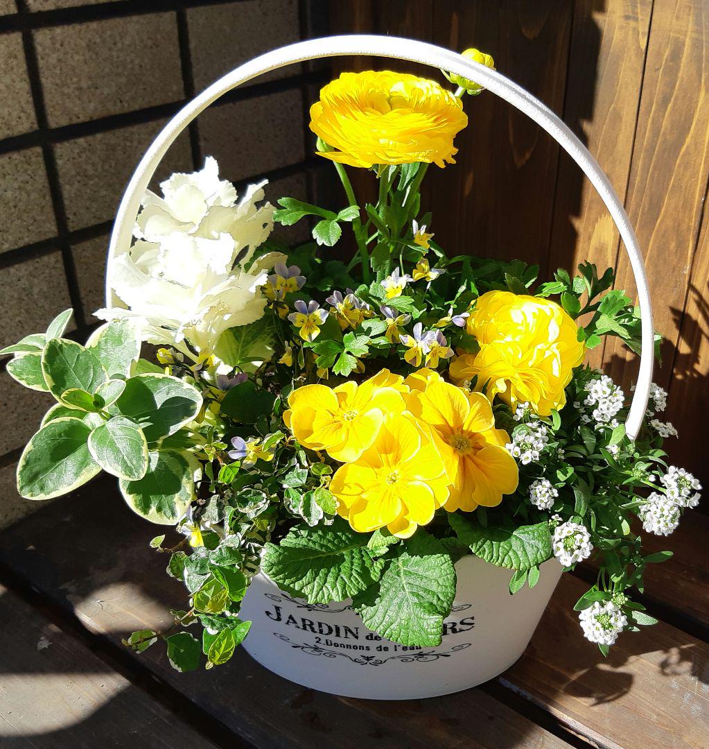 ラナンキュラス ラックスの寄せ植えの楽しみ方