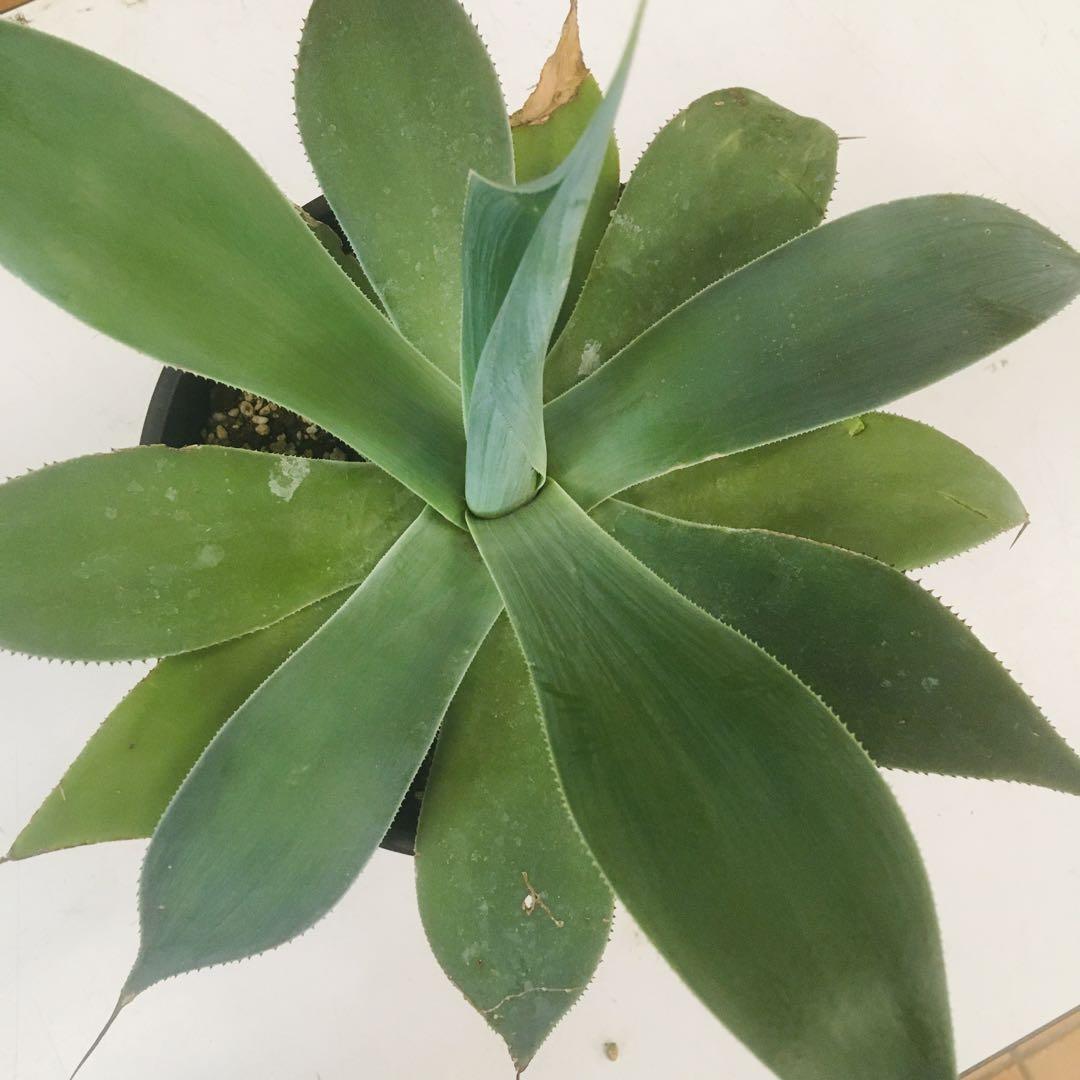【高騰品種】アガベ トゥルービューティー Agave 'True Beauty'