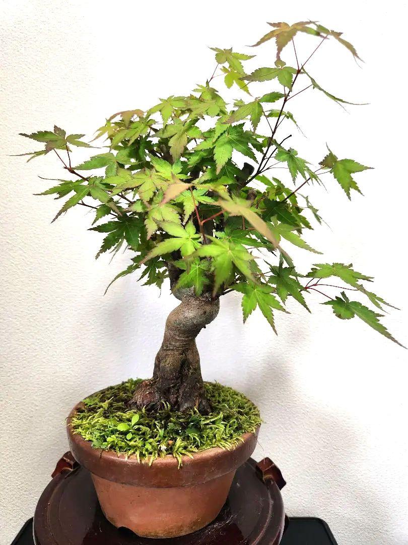 紅葉 もみじ 紅葉盆栽 もみじ盆栽 楓 カエデ 模様木 捻れ幹 紅葉 もみじ 紅葉盆栽 もみじ盆栽 楓 カエデ 捻転幹