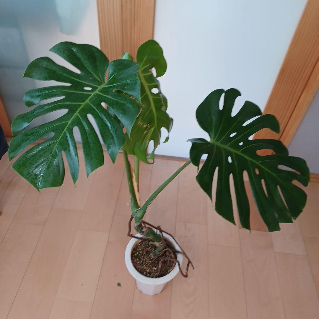 MM様専用④ モンステラ デリシオーサ 根上がり 美形 特大苗木