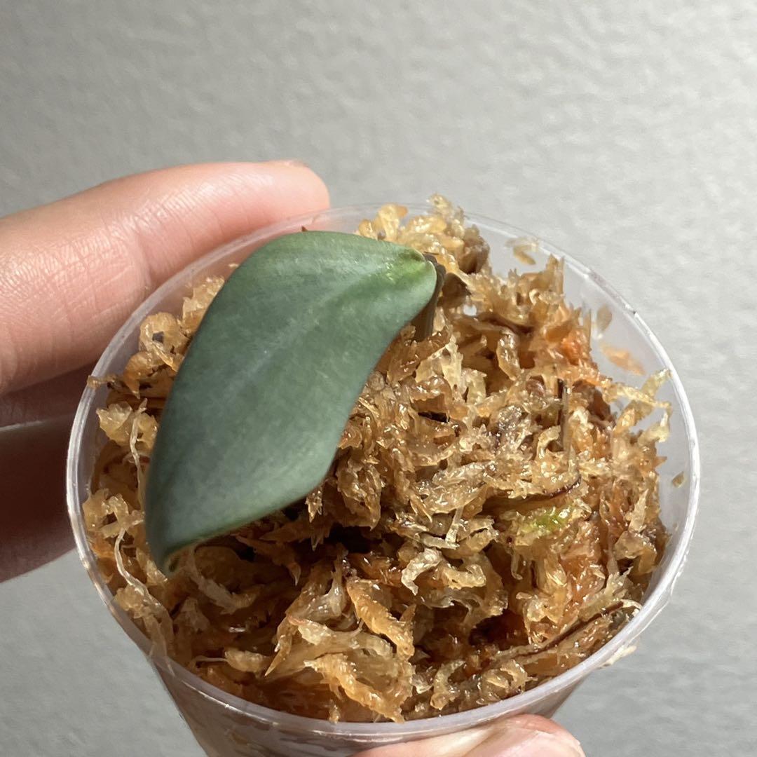 AZ便 Homalomena sp“銀甲冑” AZ0724-2otr - メルカリ