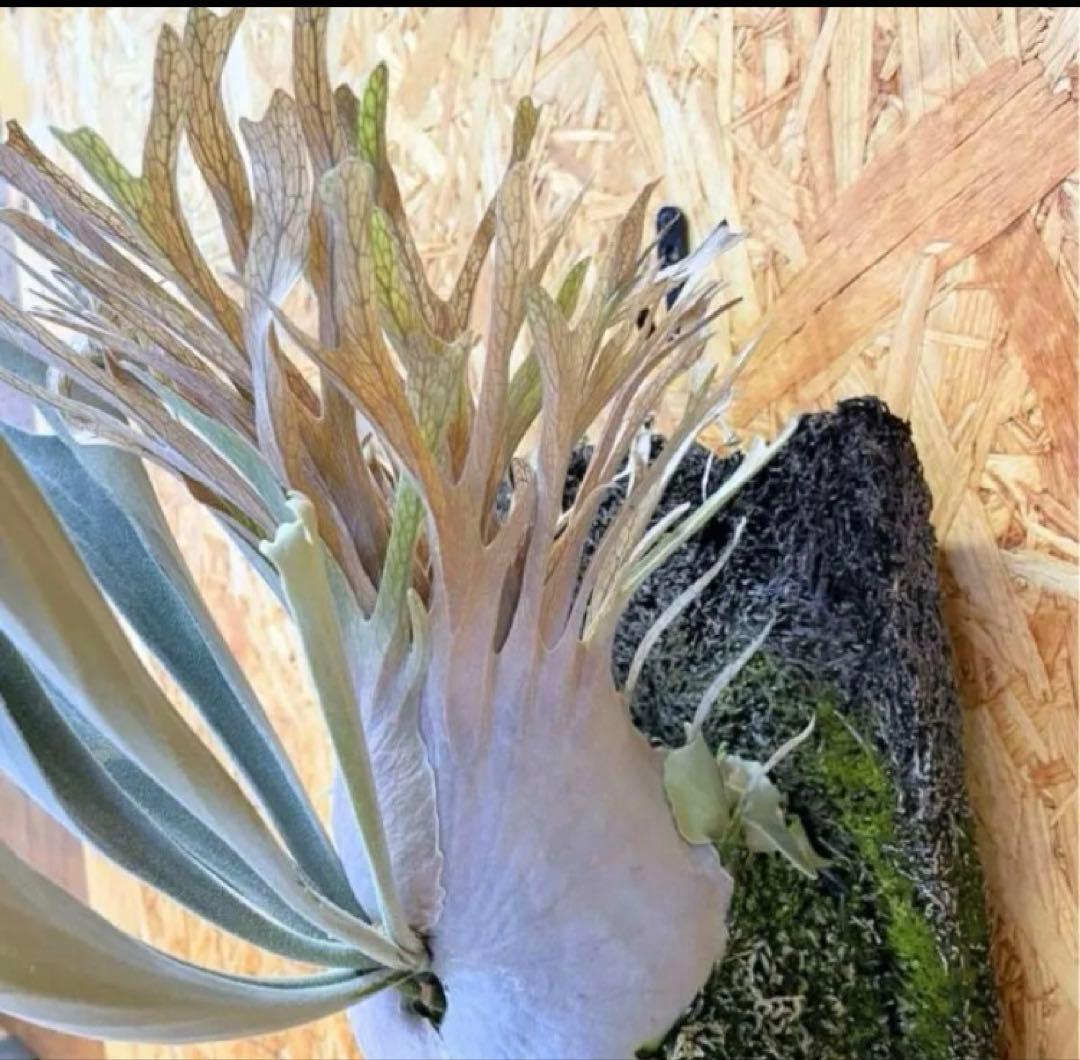 P.Veitchii Wild Australia Pup P.Veitchii Wild Australia Pup