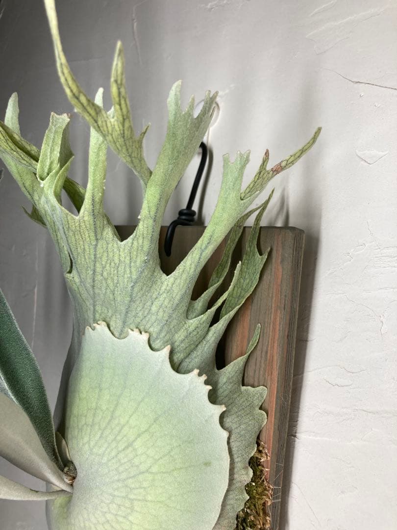 P.Veitchii Wild Australia Pup P.Veitchii Wild Australia Pup