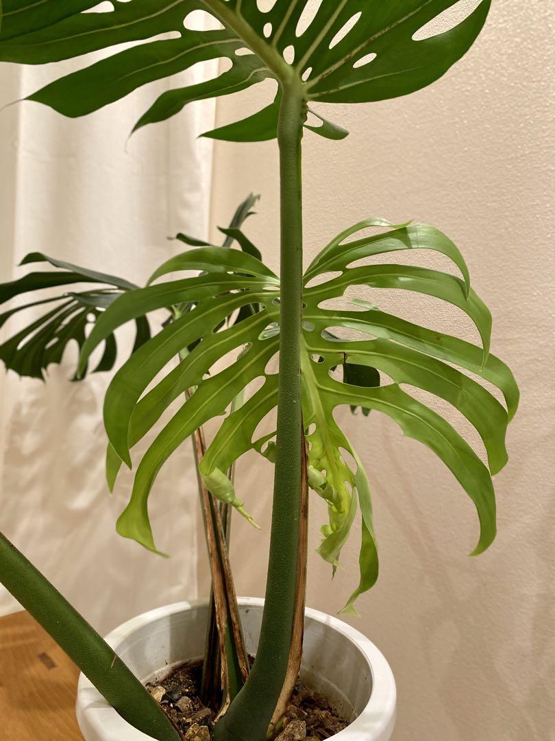 かっきー様専用 モンステラ スケルトン monstera skeleton かっきー様専用 モンステラ スケルトン monstera skeleton