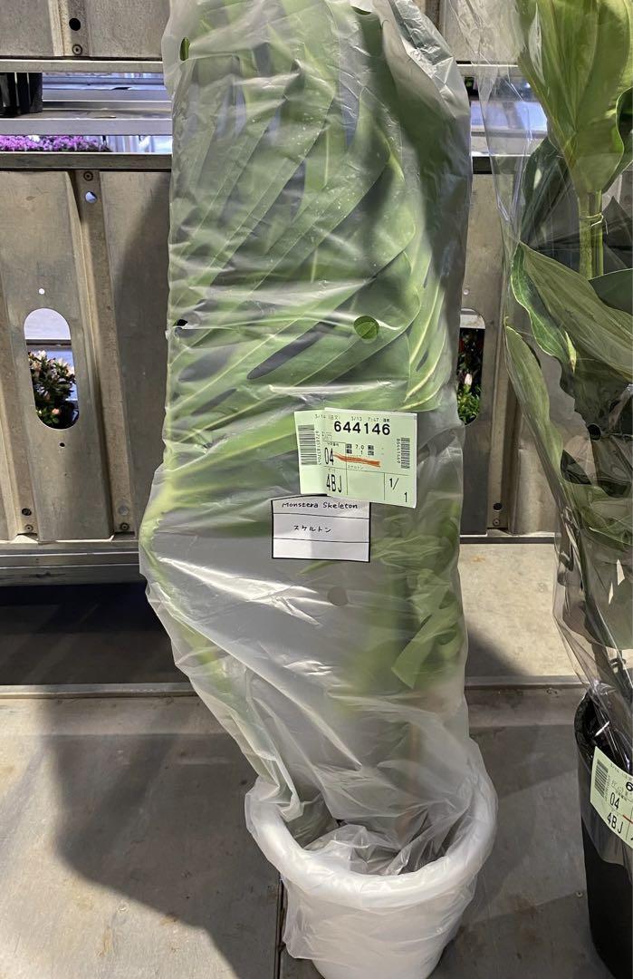 かっきー様専用 モンステラ スケルトン monstera skeleton かっきー様専用 モンステラ スケルトン monstera skeleton