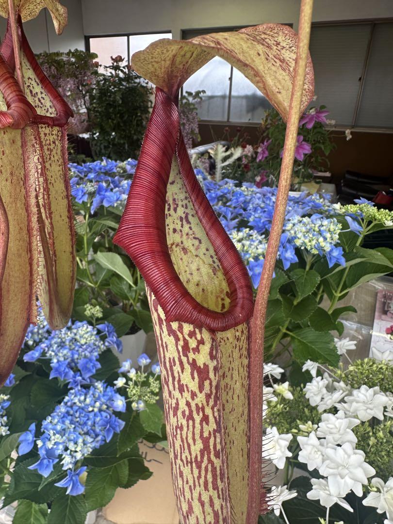 食虫植物　ネペンテス　ミランダ