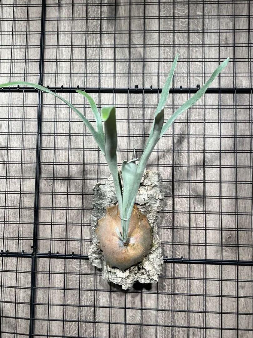 P.veitchii wild Australia 株分け