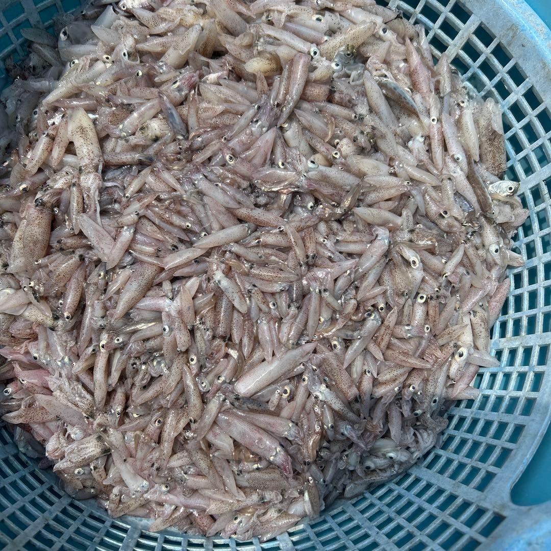 釣り餌専用 冷凍イカ 8キロ※混じりあり