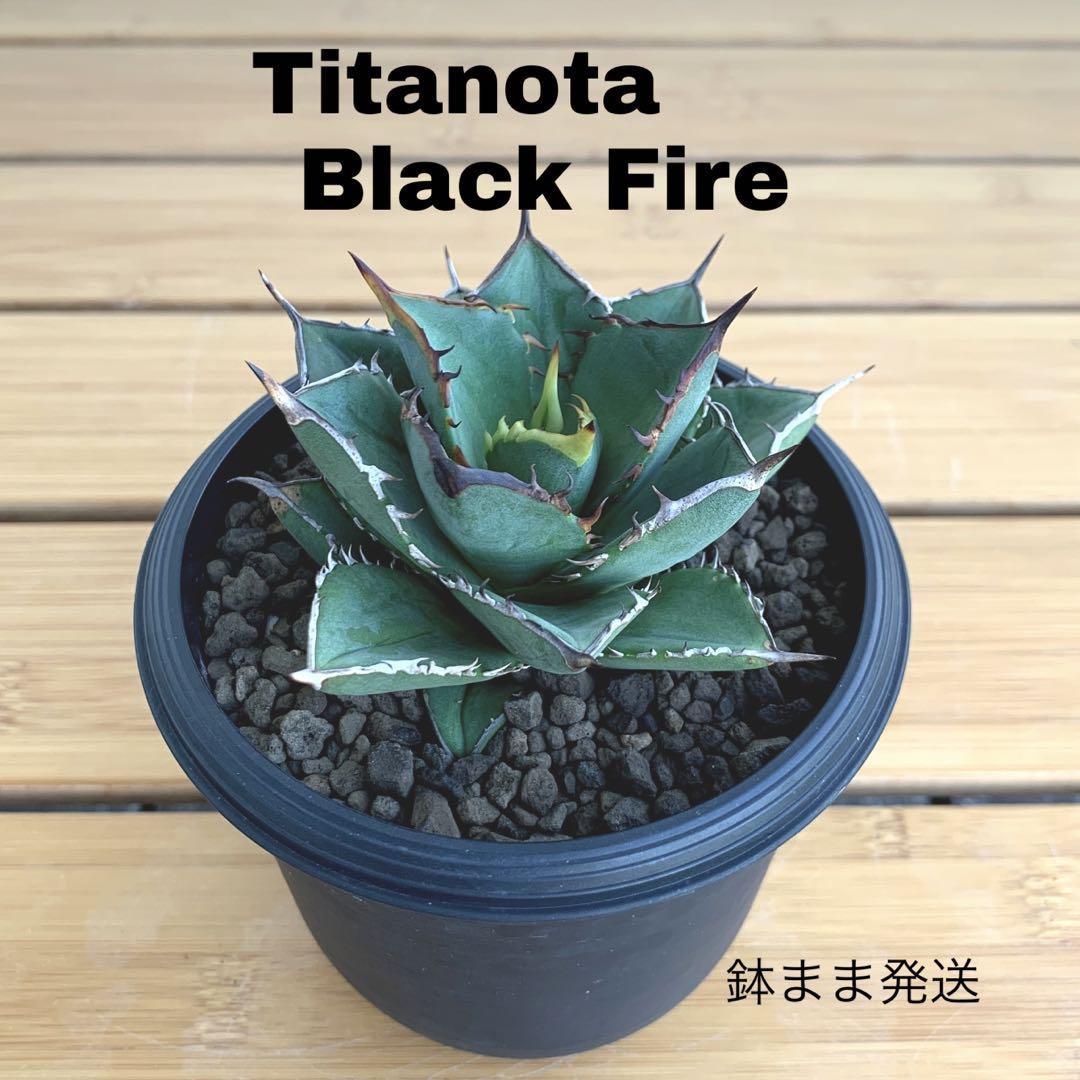 アガベ チタノタ ブラックファイヤー