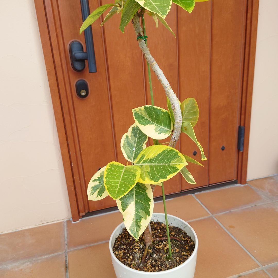 斑入り目立った傷や汚れなし