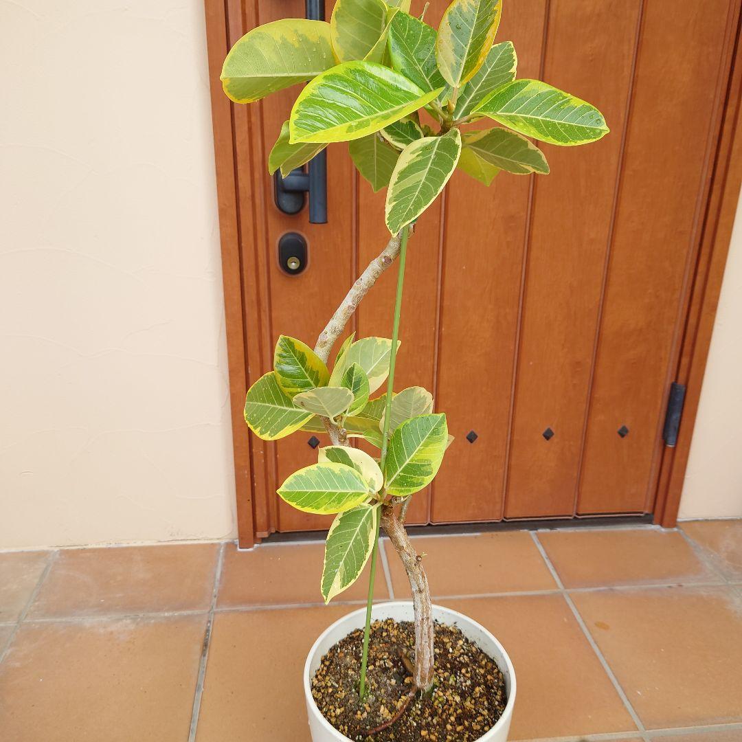 フィカス アルテシマ