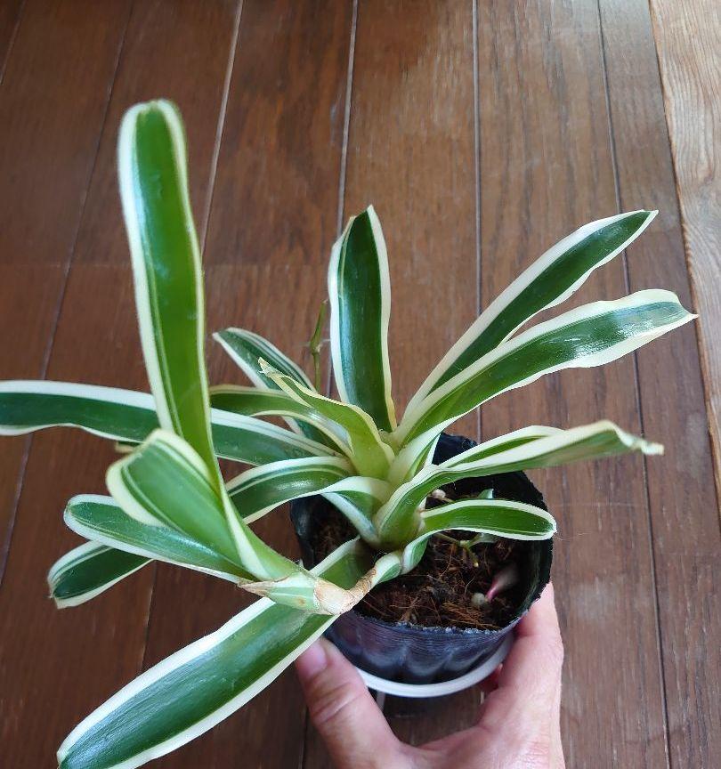 観葉植物 ネオレゲリア ファイヤーボール メルカリ
