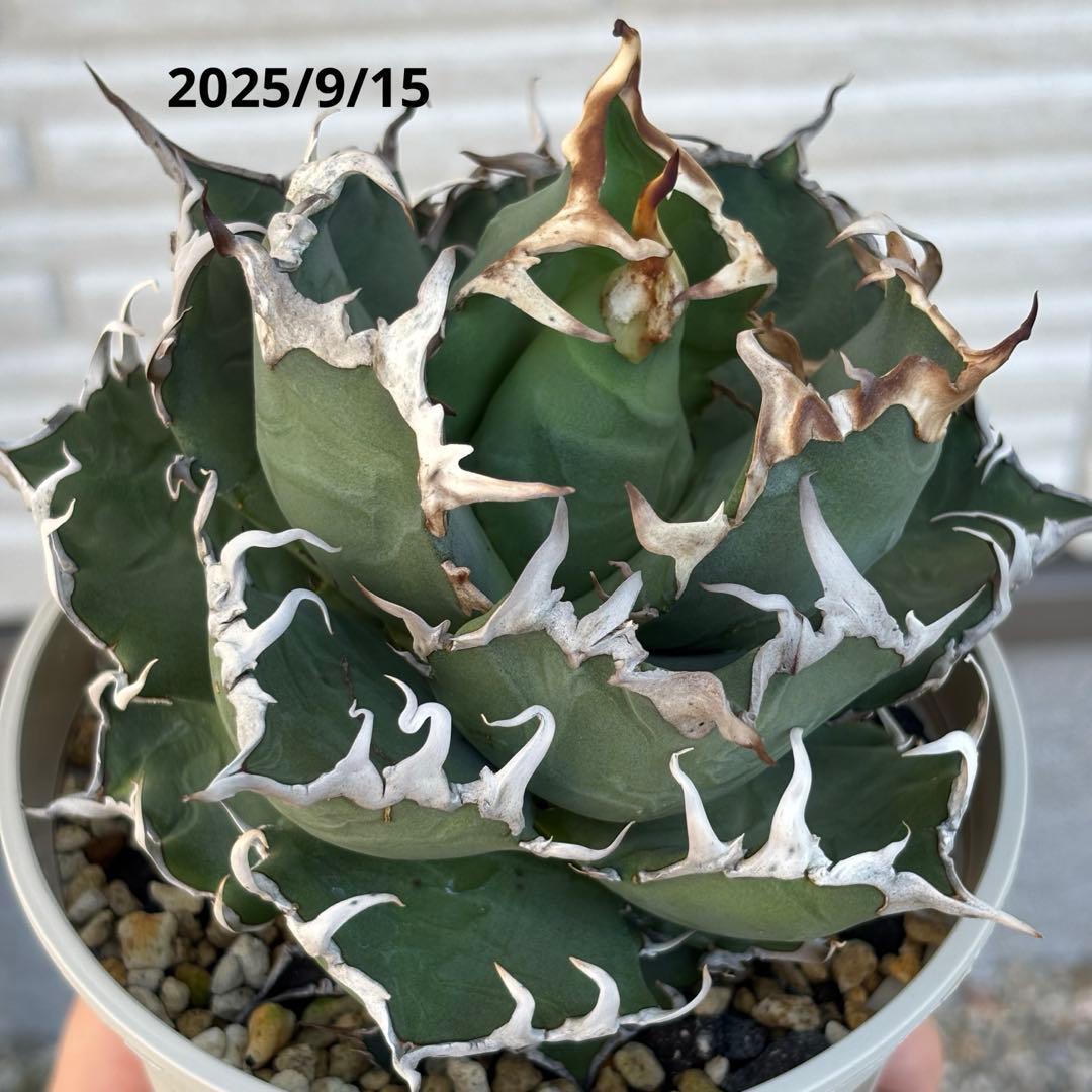 コレクション株出品 アガベ シーザー 子株セット売り - メルカリ