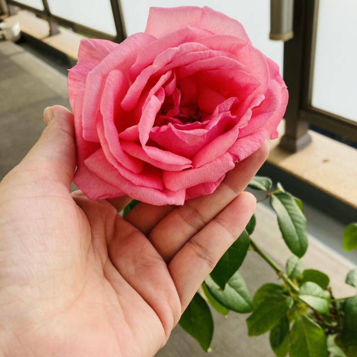 人気品種 スペシャルアニバーサリー バラ 薔薇 大苗 4号 大輪 四季咲き 芳香 メルカリ