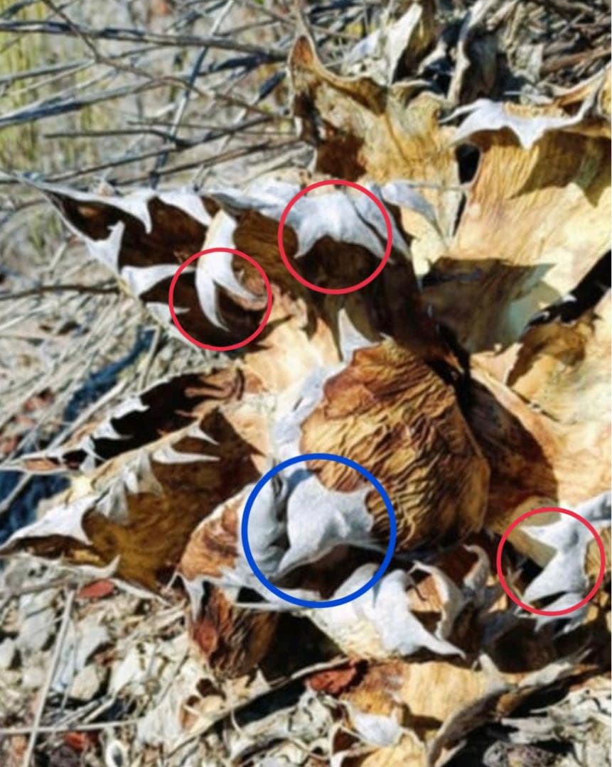 offアガベ オテロイ種オアハカ100fromルイスcollaboウリエル