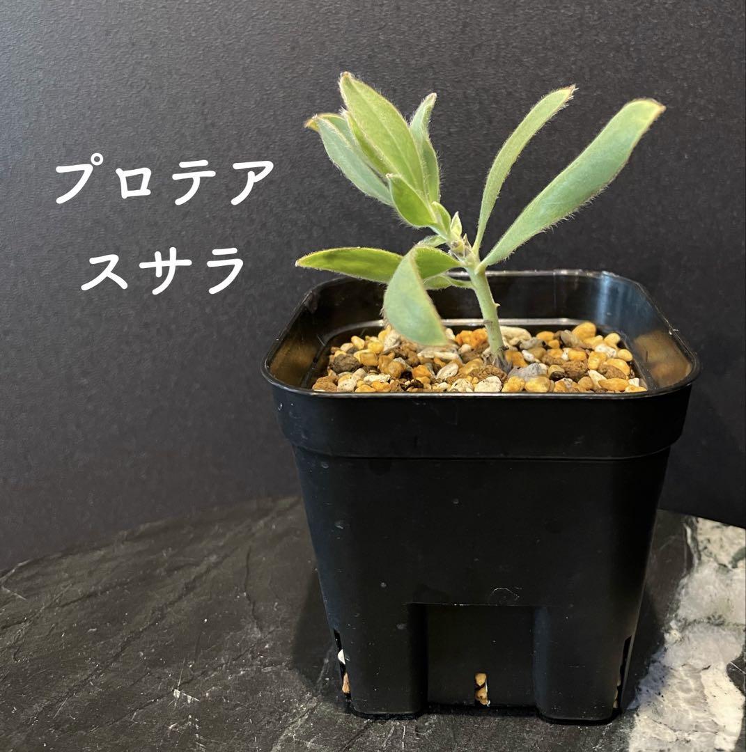 プロテア　3品種セット　オージープランツ　挿し木苗 プロテアスサラ(挿し木苗)オージープランツ - メルカリ