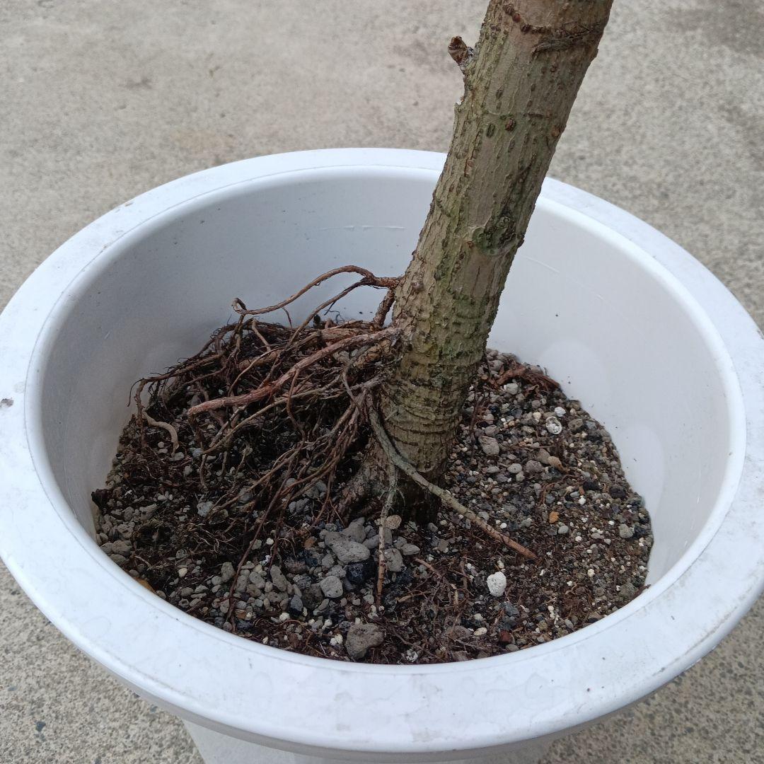 アフリカンプリンス 曲がり