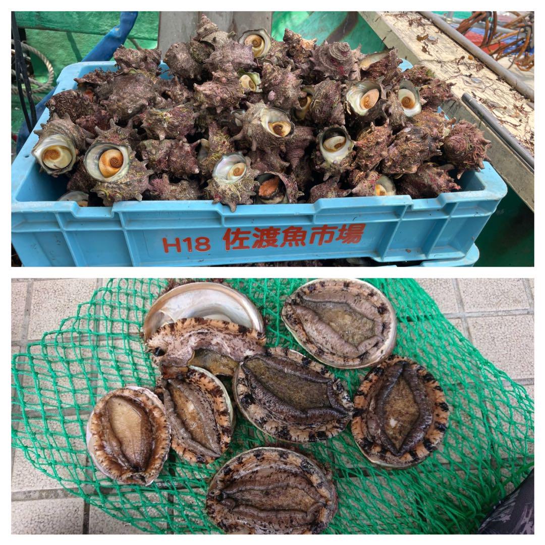 佐渡産サザエとアワビの新鮮セット5キロ
