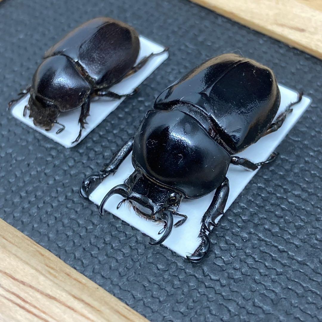 アンゴラ産オオタマゾウムシ21mm