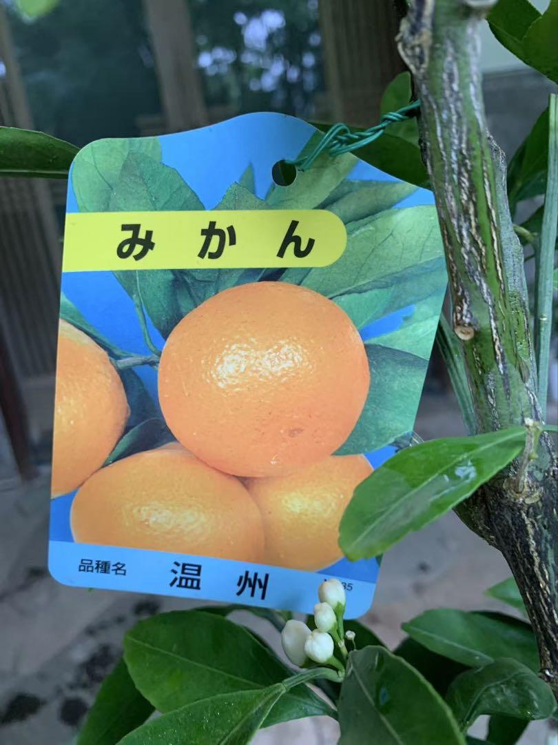 【おしゃれ】 温州蜜柑苗木 果樹 鉢ごと発送 果樹 果樹