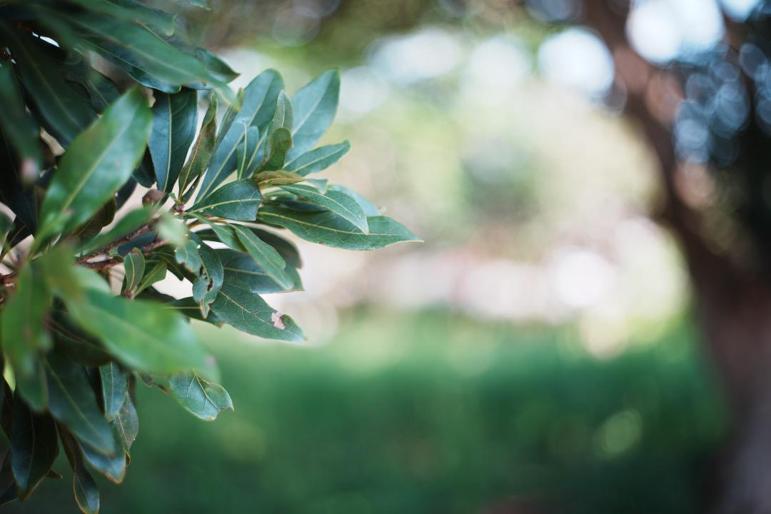 【伝説の富岡光学入門】リコー　XR RIKENON 50mm F2 L 487