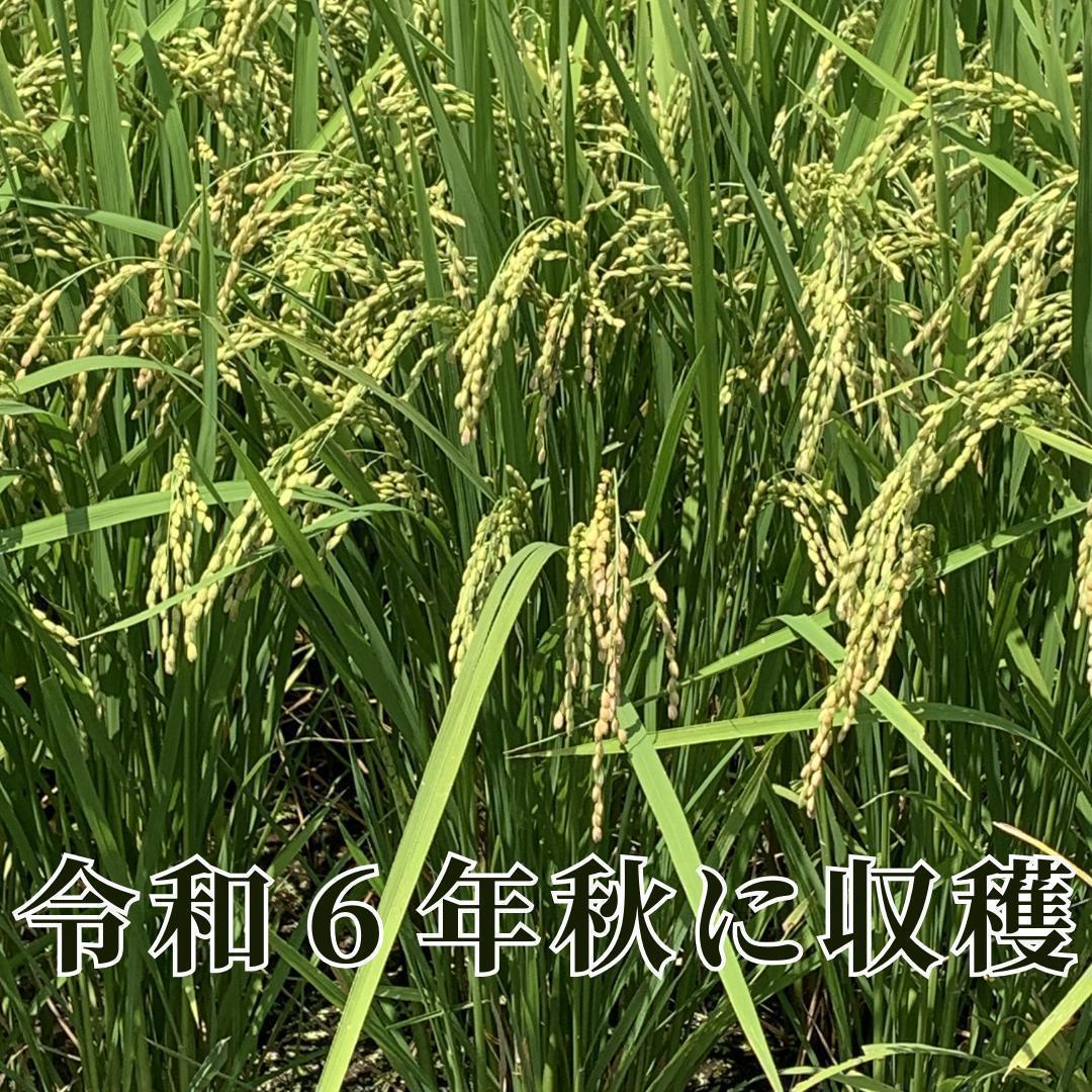 茨城県産 コシヒカリ 白米 １０ｋｇ 令和６年度秋収穫 美味しさご家庭にお届け