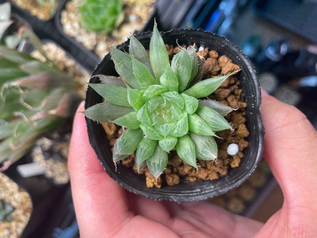 【原種】特美!ハオルチア クーペリー MH05-10 多肉植物