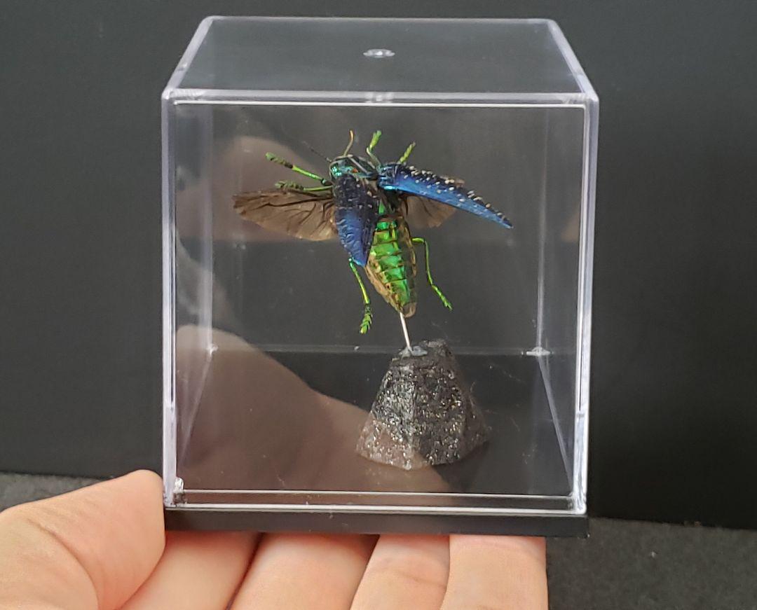 ニシキカワリタマムシ 飛翔 立体標本