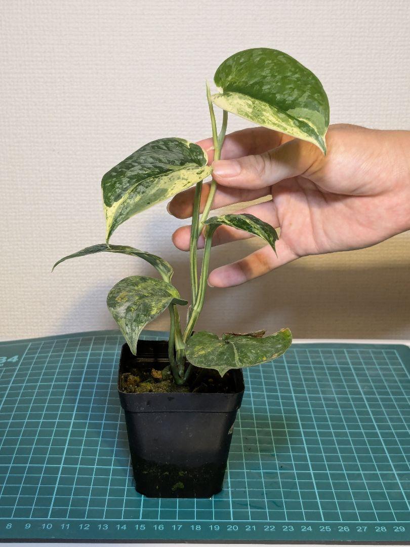 スキンダプサス エキゾチカ バリエガータ