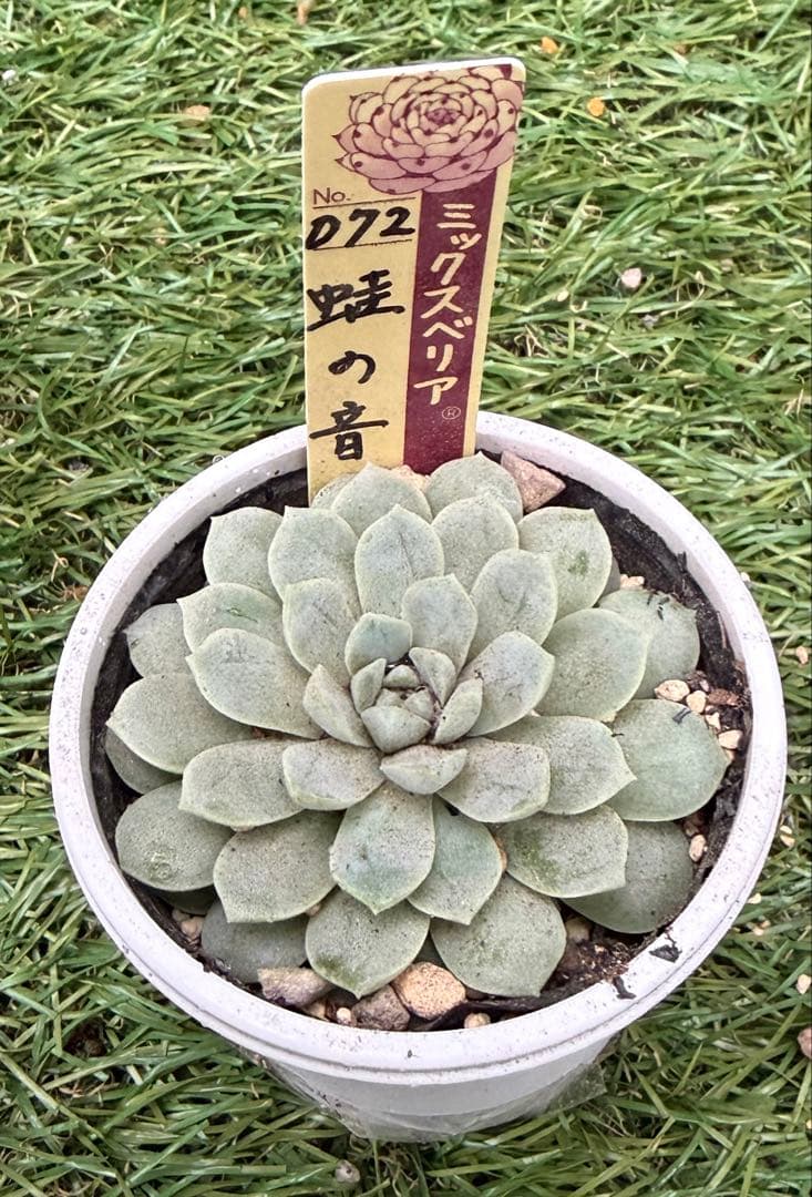 良質天然石様 多肉植物棚 TB-NDB1変更あり