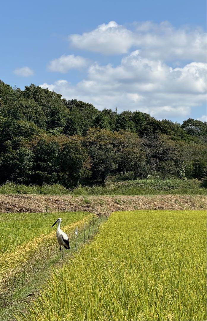 (即日発送)ヒノヒカリ 玄米10kg 令和6年産