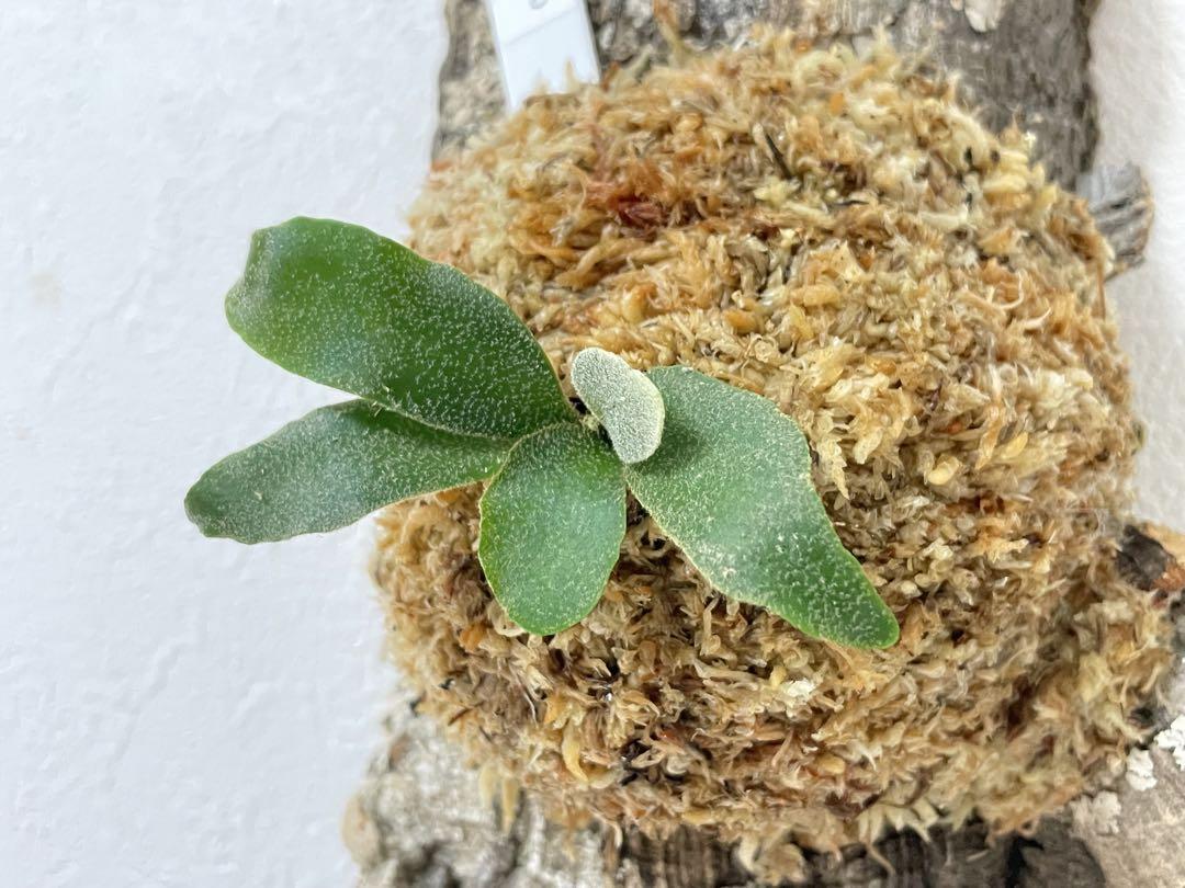 コルク付け willinckii nano spore dwarf ビカクシダ