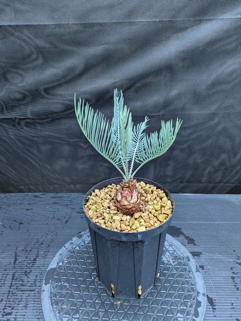 サイカス カイルンシアナ