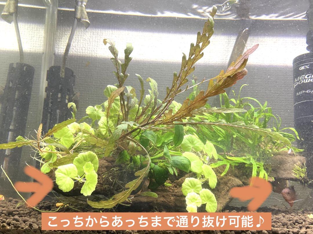 陰性水草レイアウト流木 60センチ水槽用大型 水草5種以上使用
