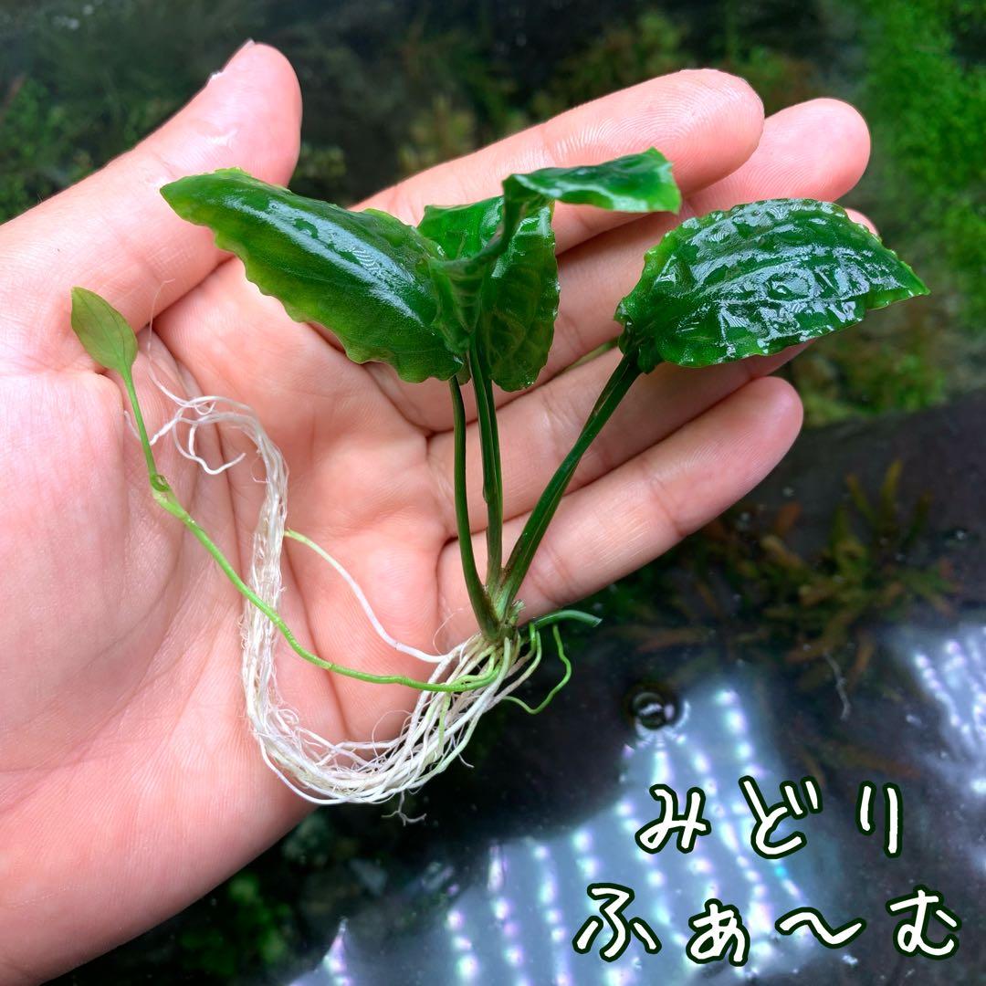 クリプトコリネ・ミニマ(アチェ便) 1株 水上葉 - メルカリ