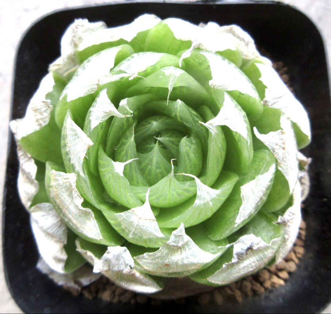 *. ロックウッディー *. ハオルシア * ハオルチア * 多肉植物 *