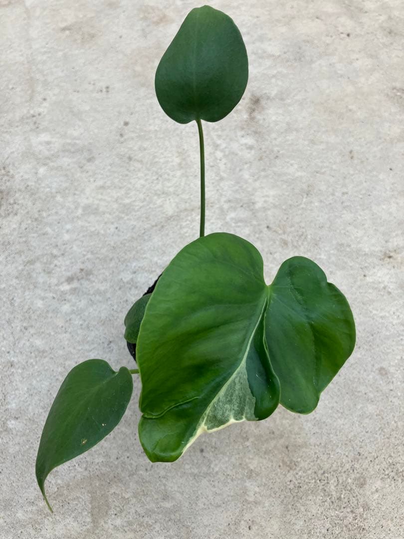 モンステラ デリシオーサ実生苗 斑入り 10鉢セット