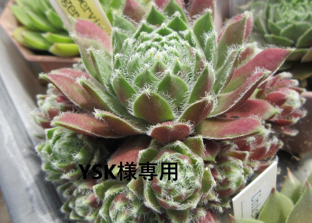 YSK様専用　   Ｓｅｍｐｅｒｖｉｖｕｍ　センペルビブム