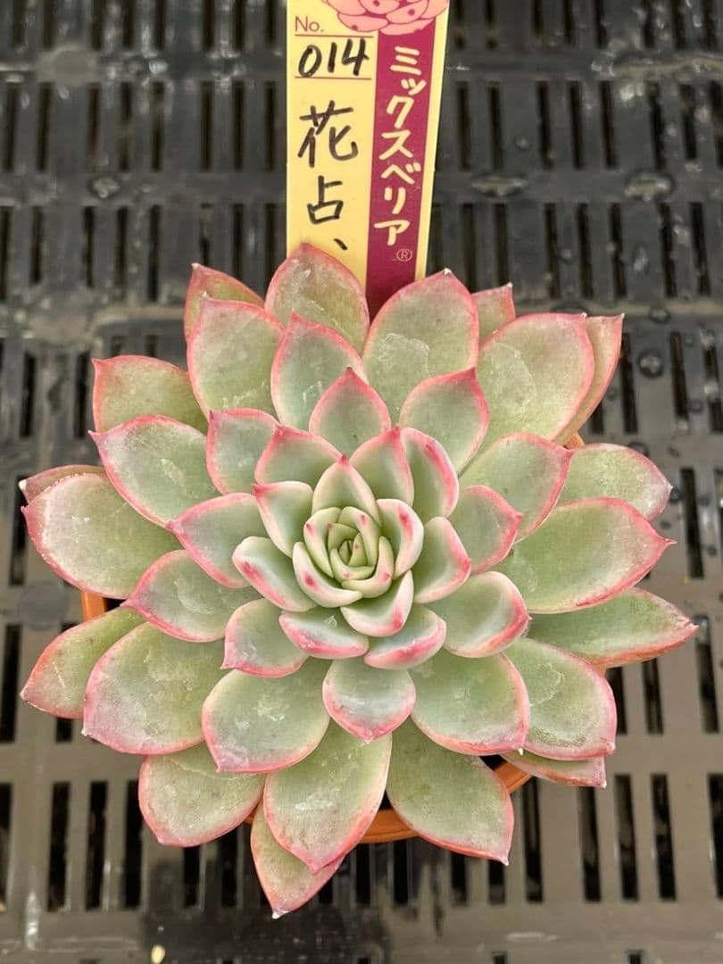 花占い おらいさん ミックスベリア 多肉植物 | nalans.com