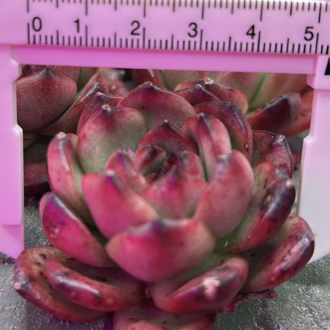 チエム多肉植物