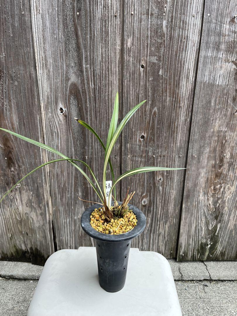 ココスヤシ　高さ鉢底から97cm ココスヤシ 高さ鉢底から97cm その他観葉植物