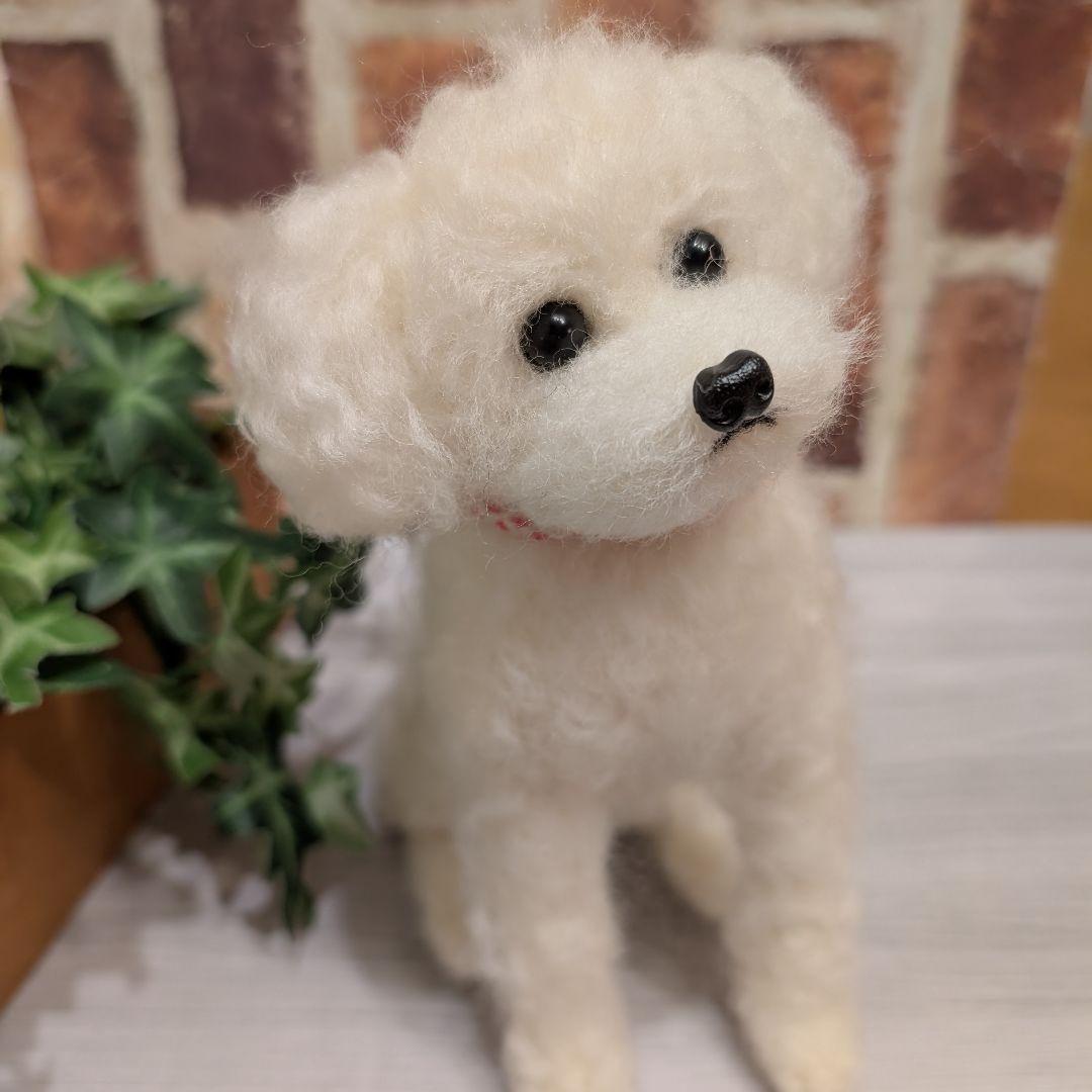 トイプードル♡大きいサイズ