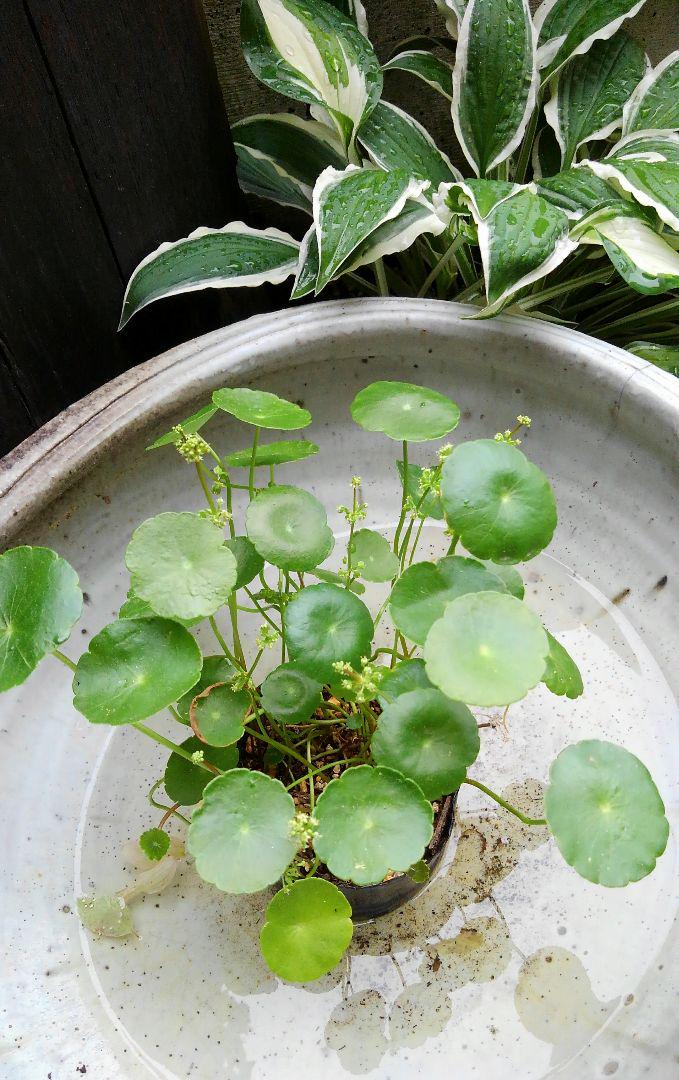 水草*ウォーターマッシュルーム*観葉植物*抜き苗 - メルカリ 水草*ウォーターマッシュルーム*観葉植物*抜き苗 - メルカリ