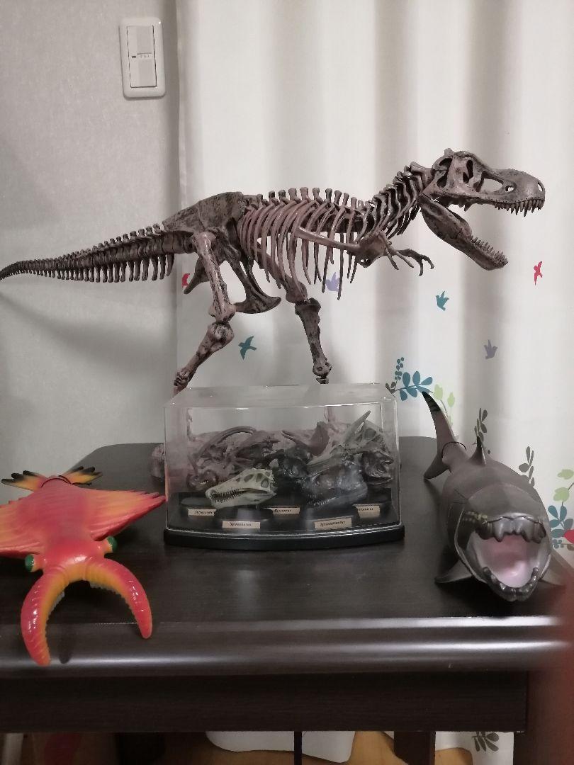 ティラノサウルス 骨格モデルセット